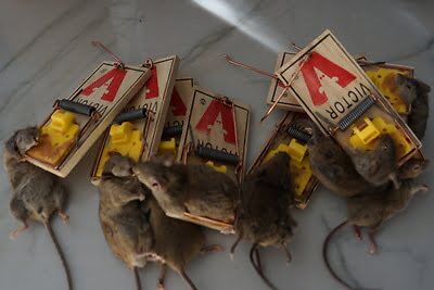 mouse trapping